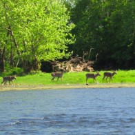 Holston Rver Deer